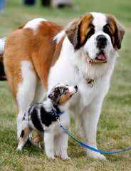 Texas Ti Aussies – Toy & Mini - Dog Breeders