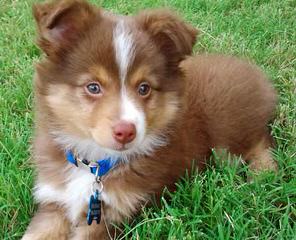 Naci’s Aussies - Dog Breeders