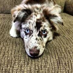 AmericanMiniatureShepherds (Designer Aussies) - Dog Breeders