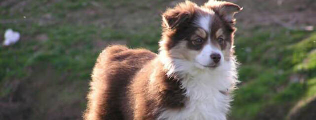 Alta Vista Miniature Australian Shepherds - Dog and Puppy Pictures