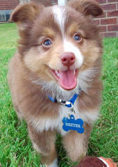 Miniature Australian Shepherd Puppies - Dog and Puppy Pictures