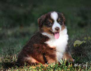 Taylormade Cherokee Aussies - Dog and Puppy Pictures