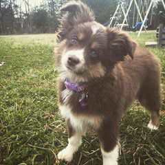 Australian Shepherd Pups - Dog and Puppy Pictures