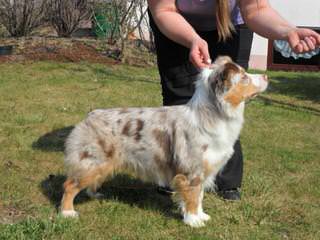 Blue Merle Stud Service - Dog Breeders