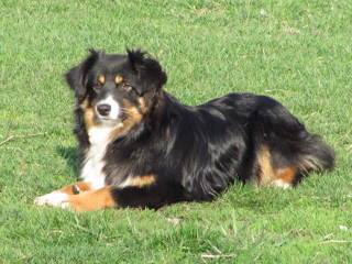 Parsons Place Mini & Toy Australian Shepherds - Dog Breeders