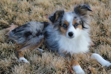 Miniature Australian Shepherd Puppies - Dog and Puppy Pictures