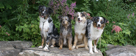 Circle D Mini Aussies - Dog Breeders