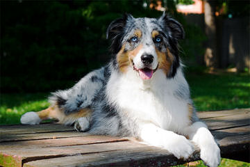 Purebred Miniature Aussie Pups - Dog Breeders