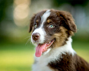 Mercyme Miniature Australian Shepherds - Dog and Puppy Pictures