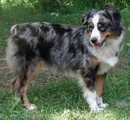 Bold Heart Mini Aussies - Dog Breeders