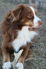 Waterfall Miniature American Shepherds - Dog and Puppy Pictures