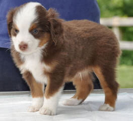 Cross K Mini Aussies - Dog and Puppy Pictures