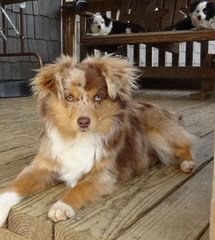 Willow River Farm Mini Australian Shepherd Puppies - Dog and Puppy Pictures