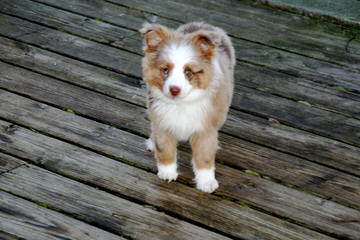 Sunflower Mini Aussies - Dog and Puppy Pictures