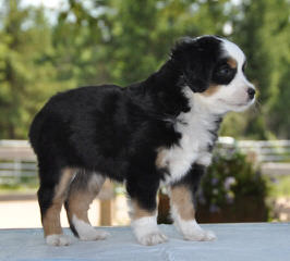 74 Ranch Aussies - Dog Breeders