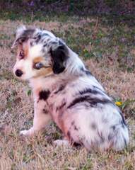 Lonestar Aussies - Dog and Puppy Pictures