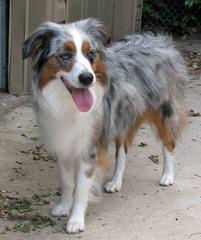 Purebred Miniature Aussie Pups - Dog Breeders