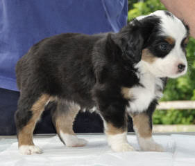 Waterfall Miniature American Shepherds - Dog Breeders