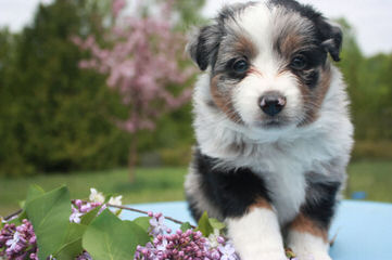 Waterfall Miniature American Shepherds - Dog Breeders