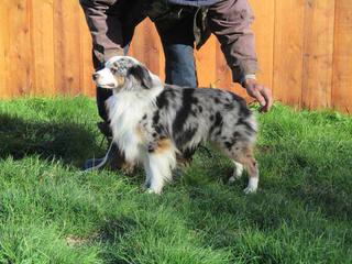 Southwind Farm NY Miniature Australian Shepherds - Dog and Puppy Pictures