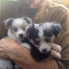 Taylormade Cherokee Aussies - Dog Breeders