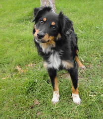 Coal Dust Mini Aussies, Home Of Champions - Dog and Puppy Pictures