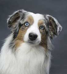 AmericanMiniatureShepherds (Designer Aussies) - Dog Breeders