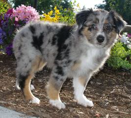 Crooked Creek Mini & Toy Aussies - Dog and Puppy Pictures