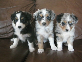 Mis B-Haven Mini Aussies - Dog Breeders