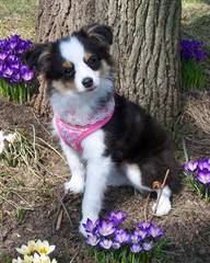 Nelson Ranch Mini Aussies - Dog Breeders