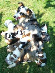 Crooked Creek Mini & Toy Aussies - Dog Breeders