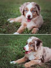 HARLEY FARM AUSSIES - Dog Breeders