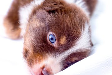 Miniature Australian Shepherds At Runamok Farm! - Dog Breeders