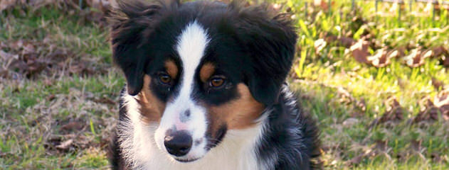 Awesome Aussies Miniature Australian Shepherds - Dog Breeders