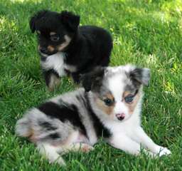 Willow River Farm Mini Australian Shepherd Puppies - Dog and Puppy Pictures