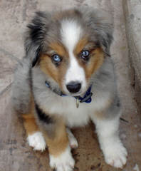 Wine Country Mini Aussies - Dog Breeders