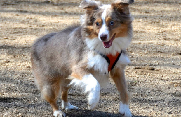 Taylormade Cherokee Aussies - Dog Breeders