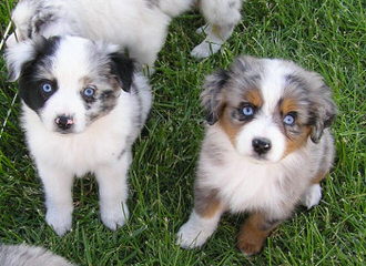 Coal Dust Mini Aussies, Home Of Champions - Dog Breeders