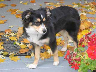 Welsh Corgi Pups And Aussie Corgi Hybrids - Dog Breeders