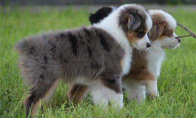 Angers Ausome Aussies - Dog and Puppy Pictures