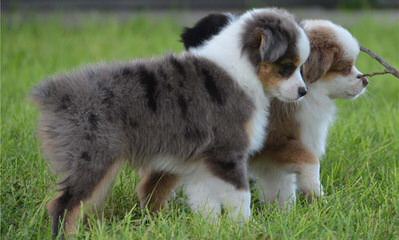 Augi Pups Corgi X Mini Aussie - Dog and Puppy Pictures