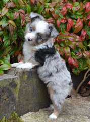 Toy & Mini Aussie Pups Available - Dog Breeders