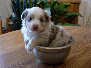 Roome’s Premium Miniature Australian Shepherds - Dog Breeders