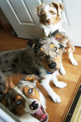 Brunskill’s Mini Aussies - Dog Breeders