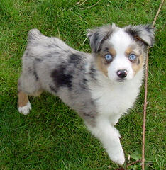 Blue Merle Stud Service - Dog and Puppy Pictures