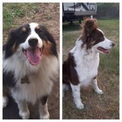 Heather’s Mini And Toy Aussies - Dog Breeders