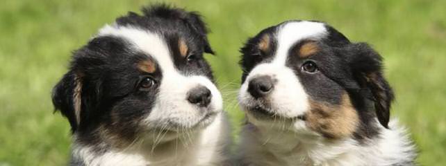 Willow River Farm Mini Australian Shepherd Puppies - Dog and Puppy Pictures