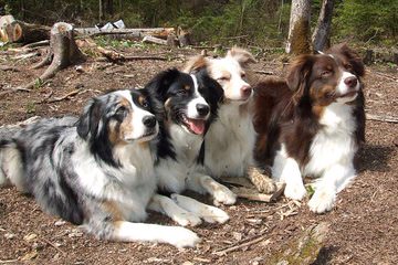 Boot Top Aussies - Dog and Puppy Pictures