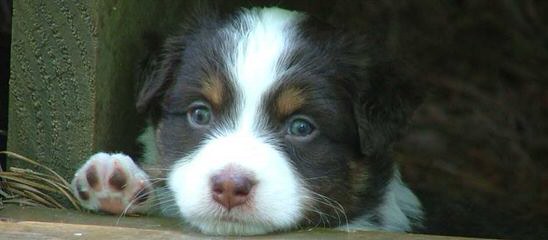 Sunflower Mini Aussies - Dog Breeders