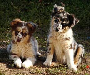 Nelson Ranch Mini Aussies - Dog Breeders